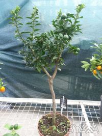 Цитрус Чинотто это декоративное растение от маленького до среднего размера, похо. . фото 2