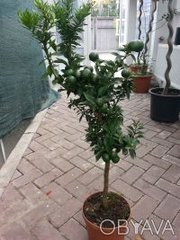 Цитрус Чинотто это декоративное растение от маленького до среднего размера, похо. . фото 4