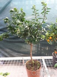 Цитрус Чинотто это декоративное растение от маленького до среднего размера, похо. . фото 3