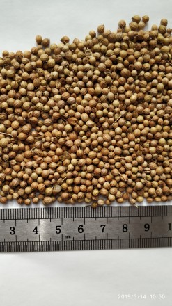 Продам семена кориандра,
сорт Рамзес,засухоустойчевый.
1 репродукция.
Вл-8
Ч. . фото 3