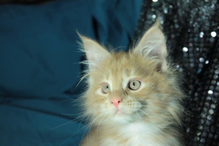 Клубные котята Мейн кун,прошедшие полностью вакцинацию, социализированы.Родители. . фото 4