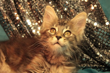 Клубные котята Мейн кун,прошедшие полностью вакцинацию, социализированы.Родители. . фото 3