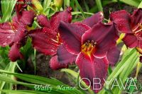 Лилейники 300 сортов миниатюрные и крупно цветковые все фото на моём сайте iris-. . фото 4