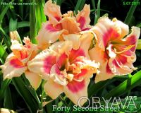 Лилейники 300 сортов миниатюрные и крупно цветковые все фото на моём сайте iris-. . фото 5