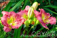 Лилейники 300 сортов миниатюрные и крупно цветковые все фото на моём сайте iris-. . фото 3