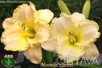 Лилейники 300 сортов миниатюрные и крупно цветковые все фото на моём сайте iris-. . фото 8