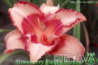 Лилейники 300 сортов миниатюрные и крупно цветковые все фото на моём сайте iris-. . фото 2