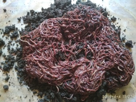 Калифорнийские черви для:
- переработки всех видов органических отходов ( кроме. . фото 4