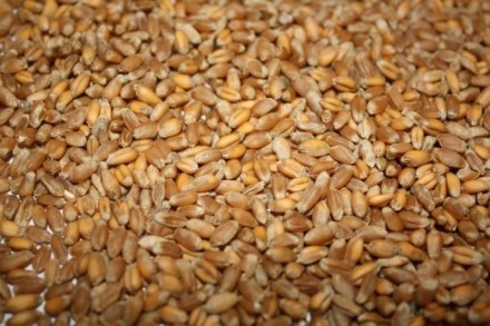 Пшениця вирощена при застосуванні органічного землеробства в екологічно чистій м. . фото 3