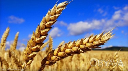 Пшениця вирощена при застосуванні органічного землеробства в екологічно чистій м. . фото 1