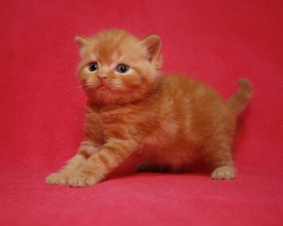 Шотландский короткошерстный котенок
мальчик окраса d 22 (красный мраморный ) - . . фото 3
