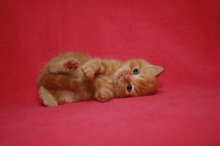 Шотландский короткошерстный котенок
мальчик окраса d 22 (красный мраморный ) - . . фото 4