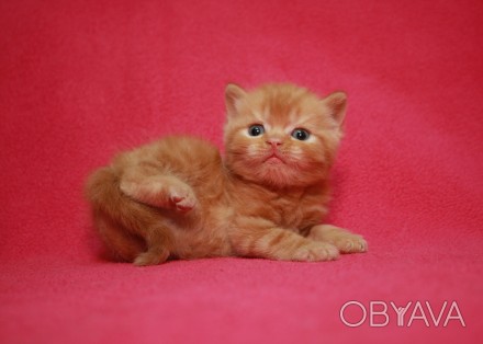 Шотландский короткошерстный котенок
мальчик окраса d 22 (красный мраморный ) - . . фото 1