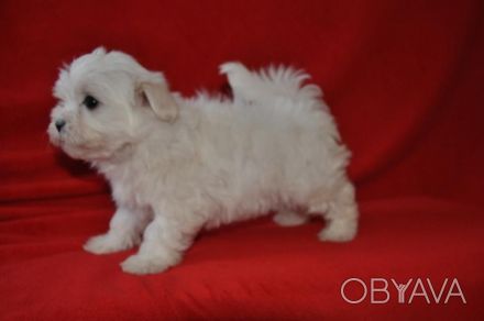Щенки мальтийской болонки,Родились май2017 На момент продажи будут иметь щенячку. . фото 1