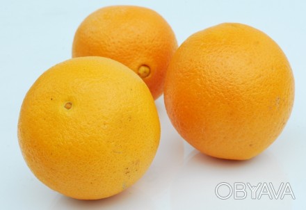 Продам апельсины Египет оптом от импортера.
Высший сорт: Valencia, калибр 48-56. . фото 1