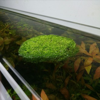 Продам красивые аквариумные растения:
Людвигия зеленая
Людвигия супер ред
Люд. . фото 10