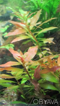 Продам красивые аквариумные растения:
Людвигия зеленая
Людвигия супер ред
Люд. . фото 4
