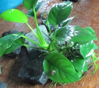 Продам красивые аквариумные растения:
Людвигия зеленая
Людвигия супер ред
Люд. . фото 6