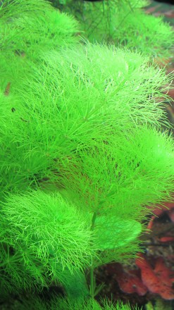 Продам красивые аквариумные растения:
Людвигия зеленая
Людвигия супер ред
Люд. . фото 11