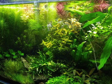 Продам красивые аквариумные растения:
Людвигия зеленая
Людвигия супер ред
Люд. . фото 3