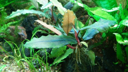 Продам красивые аквариумные растения:
Людвигия зеленая
Людвигия супер ред
Люд. . фото 13