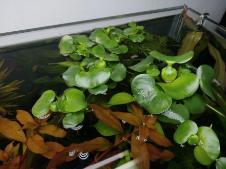 Продам красивые аквариумные растения:
Людвигия зеленая
Людвигия супер ред
Люд. . фото 9