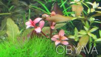 Продам красивые аквариумные растения:
Людвигия зеленая
Людвигия супер ред
Люд. . фото 5