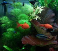 Продам красивые аквариумные растения:
Людвигия зеленая
Людвигия супер ред
Люд. . фото 7