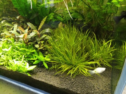 Продам красивые аквариумные растения:
Людвигия зеленая
Людвигия супер ред
Люд. . фото 8