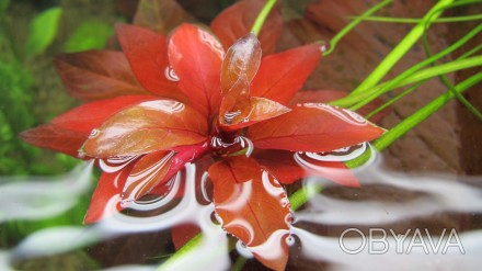 Продам красивые аквариумные растения:
Людвигия зеленая
Людвигия супер ред
Люд. . фото 1