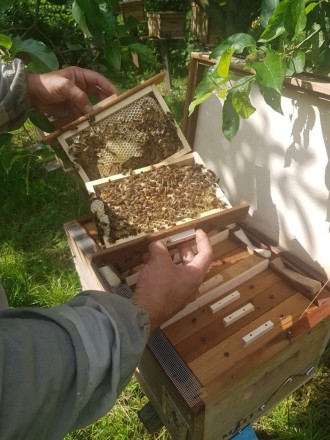 Вже приймаю замовлення на бджолині матки Карпатської породи.
Матки дуже плодови. . фото 4