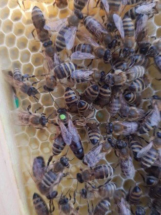 Вже приймаю замовлення на бджолині матки Карпатської породи.
Матки дуже плодови. . фото 2