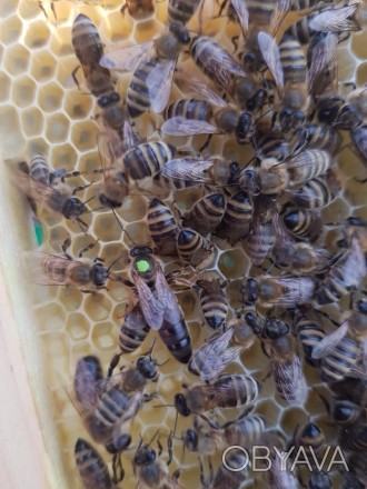 Вже приймаю замовлення на бджолині матки Карпатської породи.
Матки дуже плодови. . фото 1