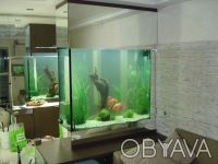 Предлагаю обслуживание аквариумов по Киеву и Киевской области. Осуществляется ка. . фото 5