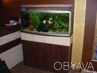 Предлагаю обслуживание аквариумов по Киеву и Киевской области. Осуществляется ка. . фото 7