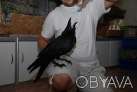 Купить чёрного Крука в Киеве. Взрослый ручной ворон – всё равно, что преданный р. . фото 3