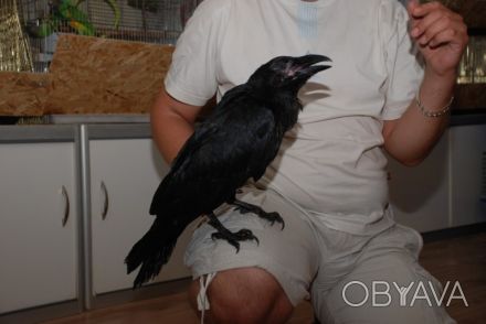 Купить чёрного Крука в Киеве. Взрослый ручной ворон – всё равно, что преданный р. . фото 1