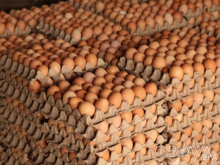 Инкубационное яйцо куриное (мастер Грей, редбро, гризбар, испанка черная, красна. . фото 1