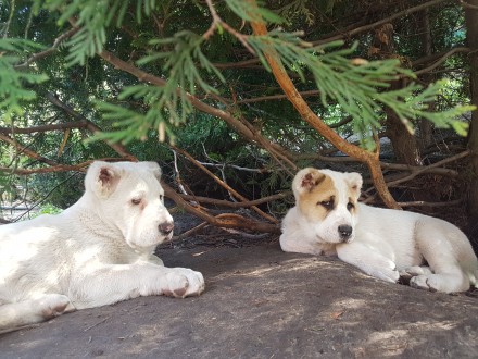 Двухмесячные щенки туркменского алабая, привиты, с документами, от крупных родит. . фото 8