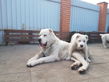 Двухмесячные щенки туркменского алабая, привиты, с документами, от крупных родит. . фото 7