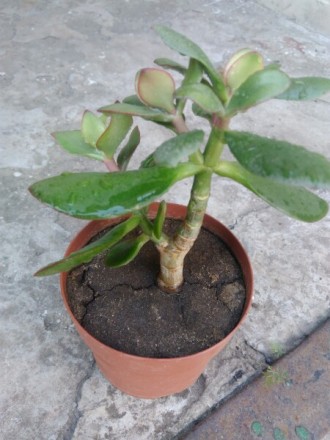 комнатные растения от 30 гривен
Денежное дерево (Толстянка)
кактус цветущий
к. . фото 3