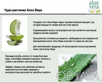 Aloe Vera Baby   Массажный бальзам для мам
Производство LR Health&Beauty System. . фото 8