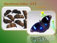 Продажа куколок тропических бабочек из Юго- Восточной Азии  для самостоятельного. . фото 7