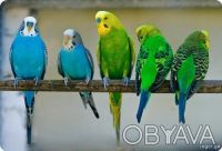 Продам собственного разведения  молоденьких разноцветных волнистых попугаев есть. . фото 4