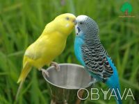 Продам собственного разведения  молоденьких разноцветных волнистых попугаев есть. . фото 2