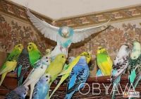 Продам собственного разведения  молоденьких разноцветных волнистых попугаев есть. . фото 3