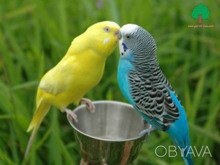 Продам собственного разведения  молоденьких разноцветных волнистых попугаев есть. . фото 1