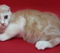 Питомник шотландских кошек "Panacea Julimax"  предлагает подрощенных и маленьких. . фото 7