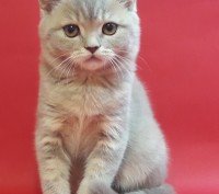 Питомник шотландских кошек "Panacea Julimax"  предлагает подрощенных и маленьких. . фото 10