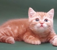 Питомник шотландских кошек "Panacea Julimax"  предлагает подрощенных и маленьких. . фото 6